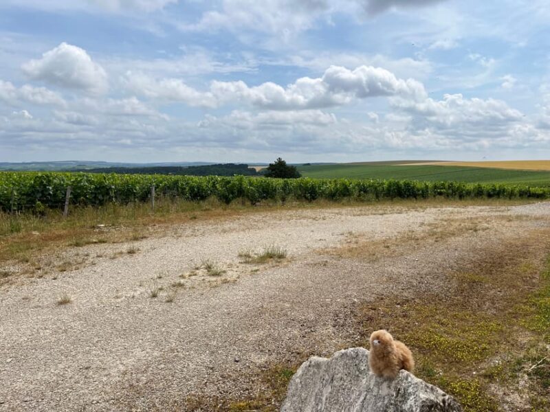 Bordeaux Private Walking & Tasting Tour - Key Points