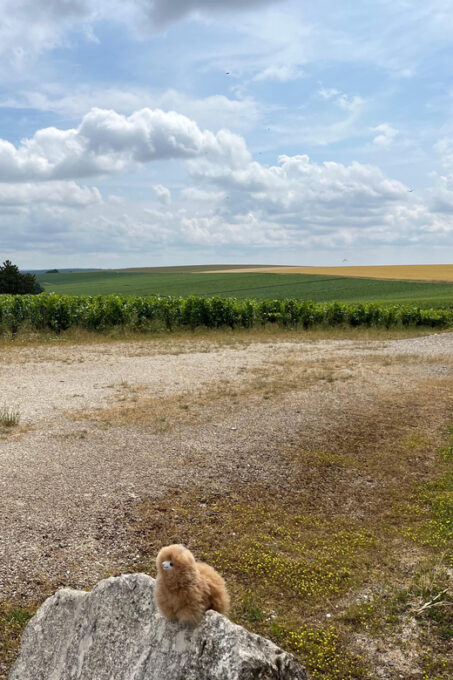 Bordeaux Private Walking & Tasting Tour - Frequently Asked Questions