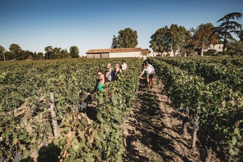 Bordeaux: St-Emilion and Medoc Wine Day Tour With Lunch - Picnic Lunch at Winery