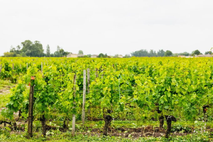 Bordeaux: St. Emilion Day Trip With Wine Tasting and Lunch - Discover Saint-Émilions Charm