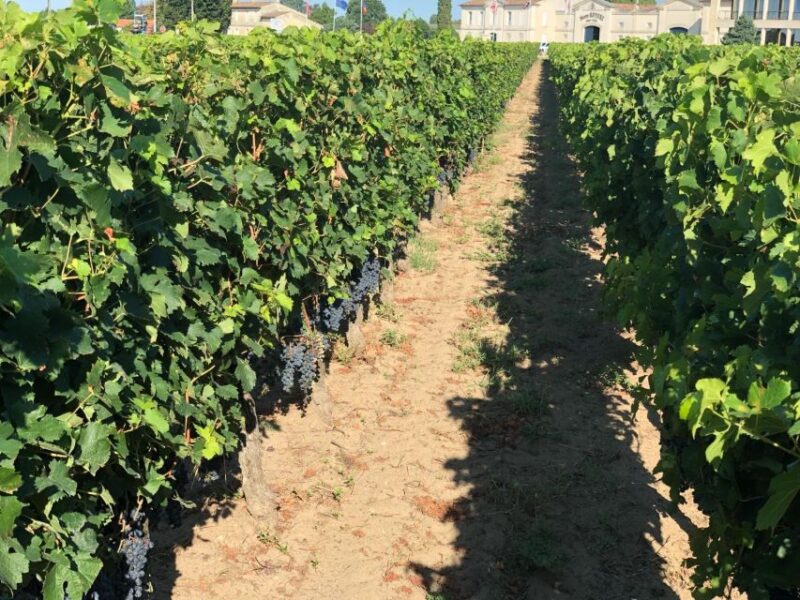 Bordeaux: Tour De France Wine Tasting - Discover French Regions
