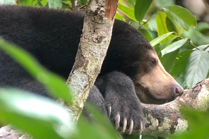 Bornean Sun Bear Conservation Centre & Sepilok Orang Utan Rehab Centre Tour - A Closer Look at the Itinerary