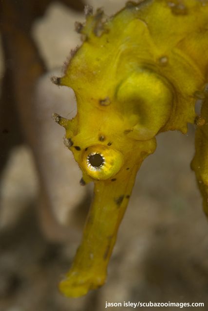 Borneo 3-Dive Scuba Diving Day Trip in Kota Kinabalu - Key Points