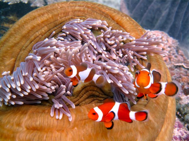 Borneo 3-Dive Scuba Diving Day Trip in Kota Kinabalu - Diving Experience
