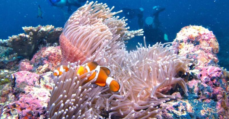 Borneo Full Day Try Dive (2 Dives) for Beginners - Key Points