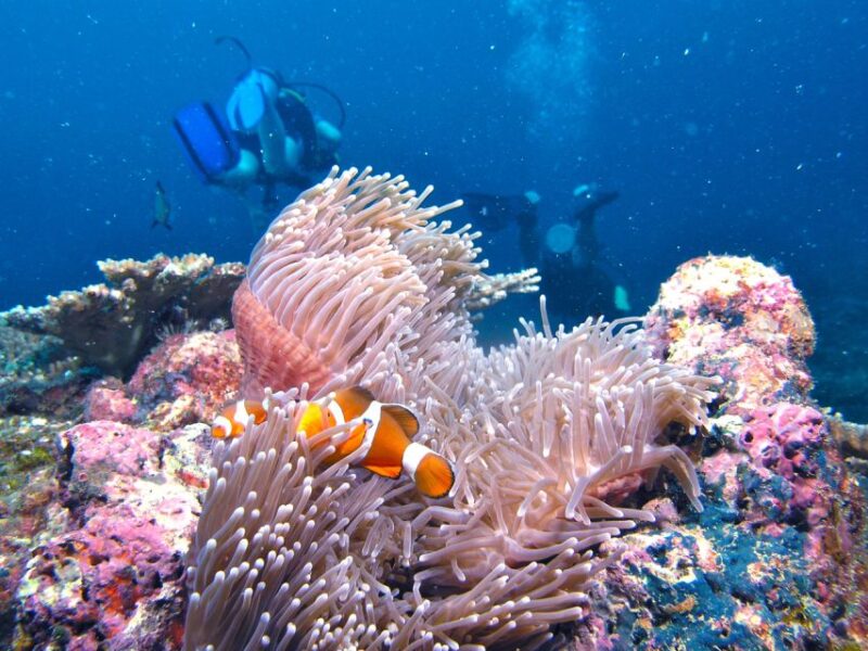 Borneo Full Day Try Dive (2 Dives) for Beginners - Itinerary