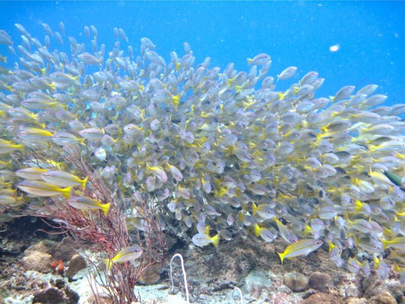 Borneo Full Day Try Dive (2 Dives) for Beginners - Important Information