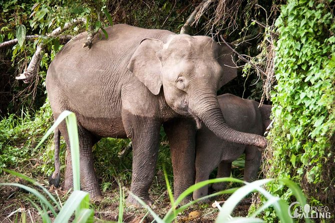 Borneo Kinabatangan River Cruise Day Trip - Anticipated Wildlife Sightings