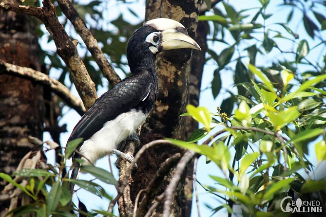 Borneo Kinabatangan River Cruise Day Trip - Detailed Itinerary and Schedule