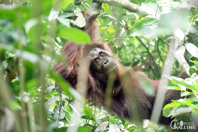 Borneo Kinabatangan River Cruise Day Trip - Refreshments and Dining Options