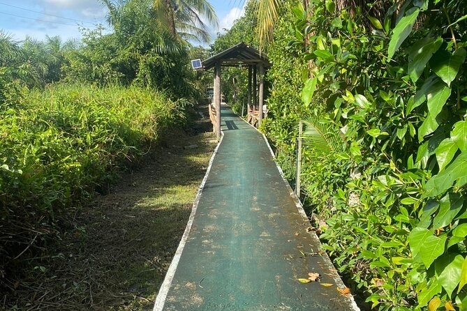 Borneo (Klias) River Cruise & Fireflies Tour - Witnessing the Fireflies Display