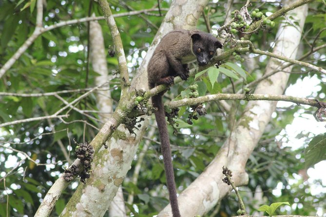 Borneo Wildlife Tour 2 Days 1 Night At Tanjung Bulat Jungle Camp Kinabatangan - Wildlife Activities and Sightings