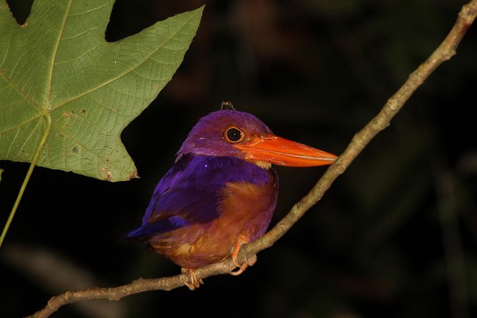 Borneo Wildlife Tour 2 Days 1 Night At Tanjung Bulat Jungle Camp Kinabatangan - Dining and Amenities