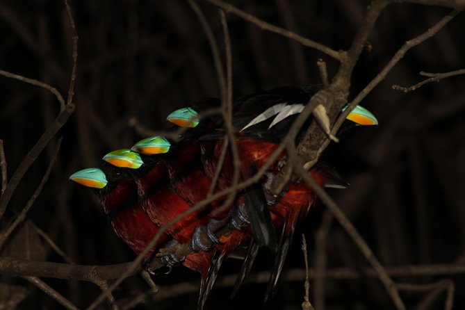 Borneo Wildlife Tour 3 Days 2 Nights At Tanjung Bulat Jungle Camp Kinabatangan - Diverse Wildlife at Tanjung Bulat