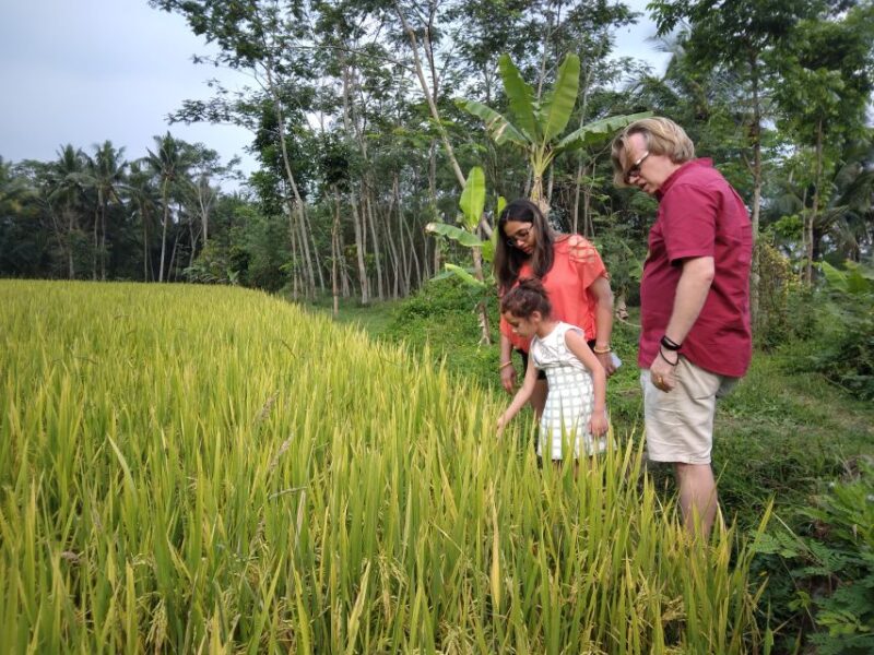 Borobudur Temple & Rice Terrace Walking to Selogriyo Temple - Important Considerations
