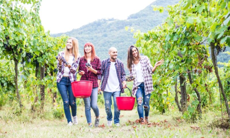 Boscotrecase: Vesuvius Wine Tasting Tour With Lunch - Location and Meeting Point