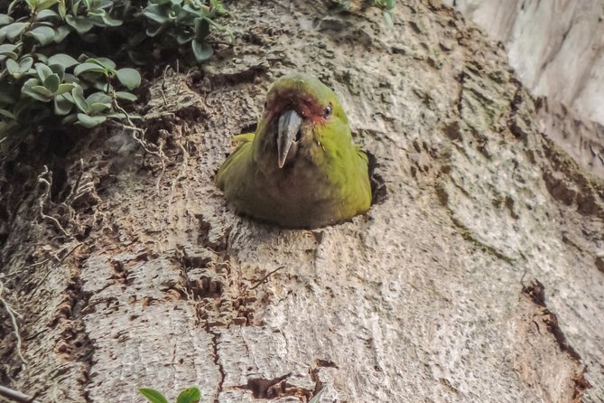 Bosque Piedra Reserve Tour - Local Flora and Fauna