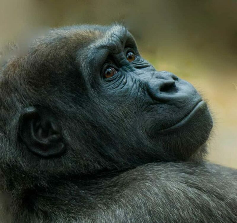 Boston: Franklin Park Zoo Entry Ticket - Key Points
