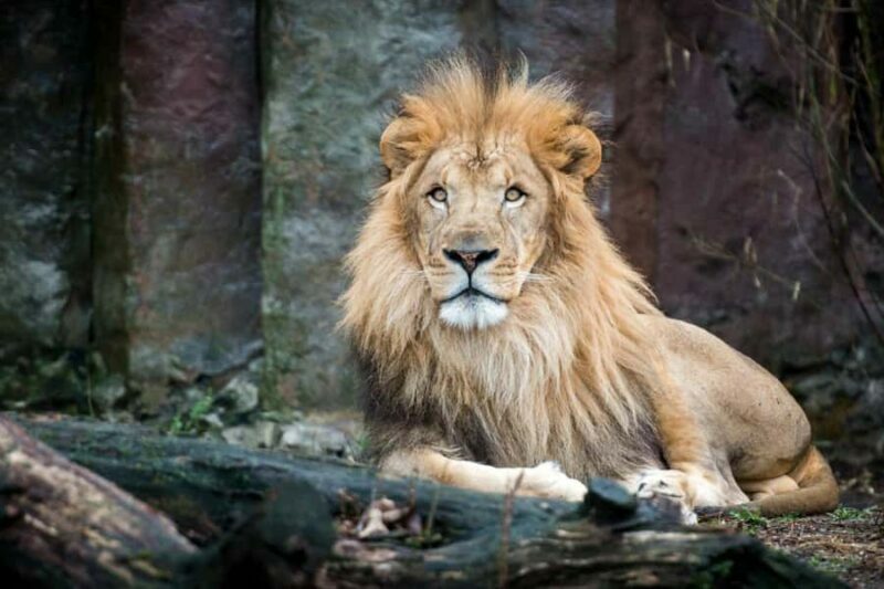 Boston: Franklin Park Zoo Entry Ticket - The Details: Practical Tips for Your Visit