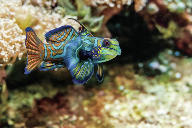 Boston: New England Aquarium Skip-the-Line Entry Ticket - Admission and Entry Details