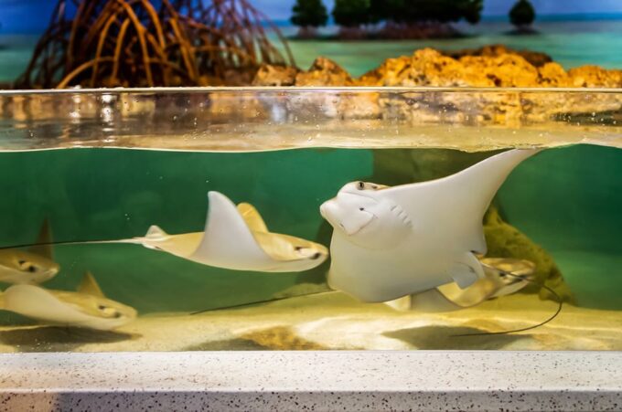 Boston: New England Aquarium Skip-the-Line Entry Ticket - Frequently Asked Questions