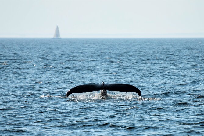 Boston Whale Watching Cruise by High-Speed Catamaran - Accessibility and Recommendations