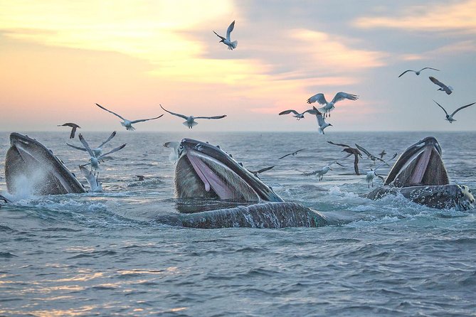 Boston Whale Watching Cruise by High-Speed Catamaran - Whale Watching at Stellwagen Bank