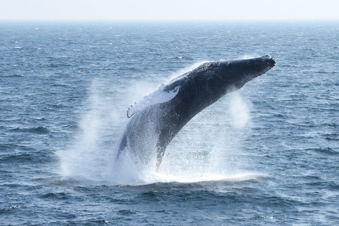 Boston Whale Watching Cruise by High-Speed Catamaran - Guided by New England Aquarium Naturalists
