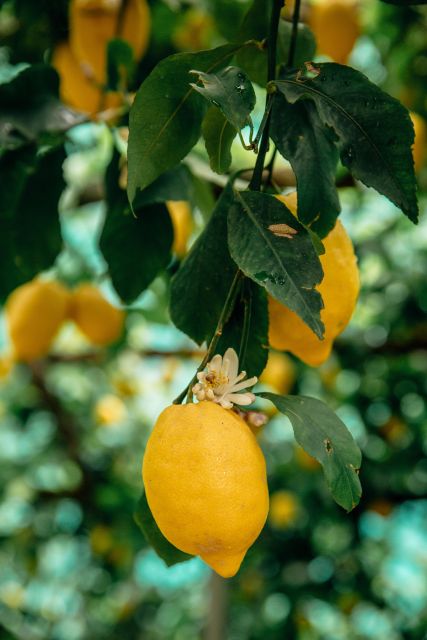 Botanic Naturalistic Lemon Tour & Tasting - Experience Highlights