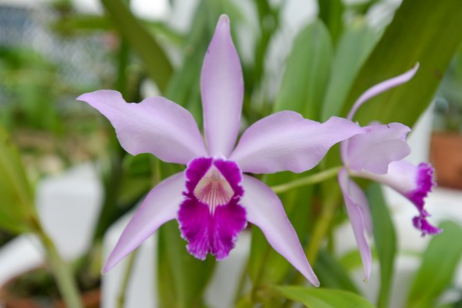 Botanical Garden and Parque Lage Private Tour With a Photographer - Customer Feedback and Ratings