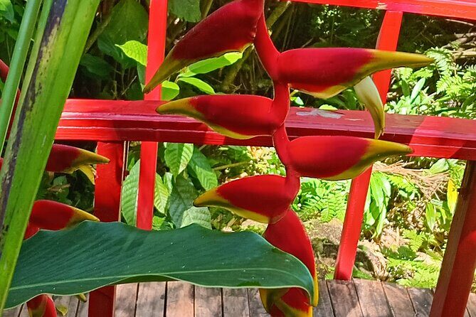 Botanical Garden Exploration - Practical Details and Logistics