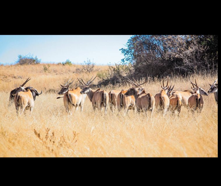 Bothongo Rhino and Lion Nature Reserve Self Drive - Inclusions