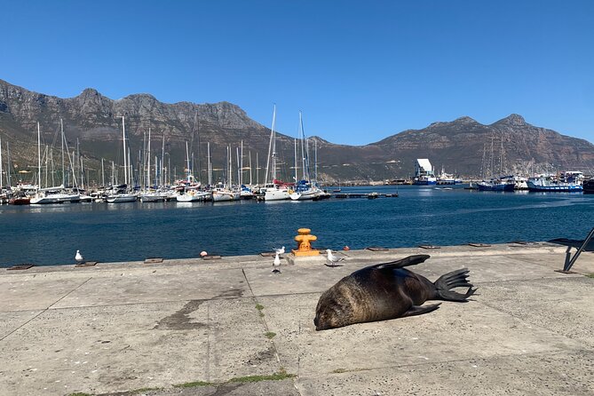 Boulders Beach Penguins and Seal Island Boat Trip Half Day Tour - Pricing and Inclusions