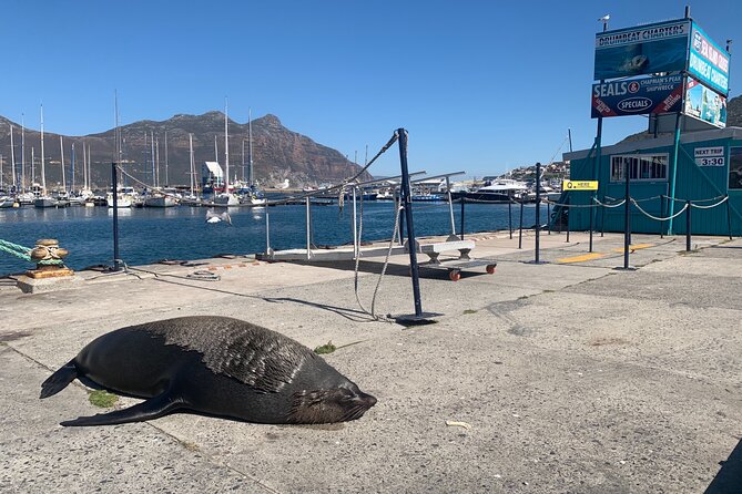 Boulders Beach Penguins and Seal Island Boat Trip Half Day Tour - Customer Reviews