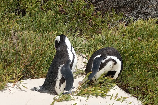 Boulders Beach Penguins and Seal Island Boat Trip Half Day Tour - Booking Information