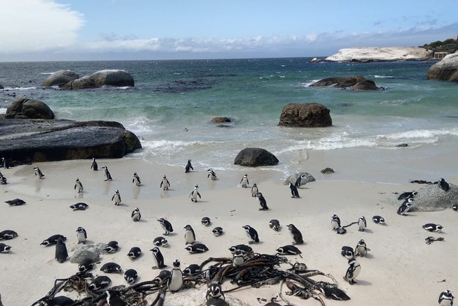 Boulders Beach Penguins and Seal Island Boat Trip Half Day Tour - Tips for Travelers