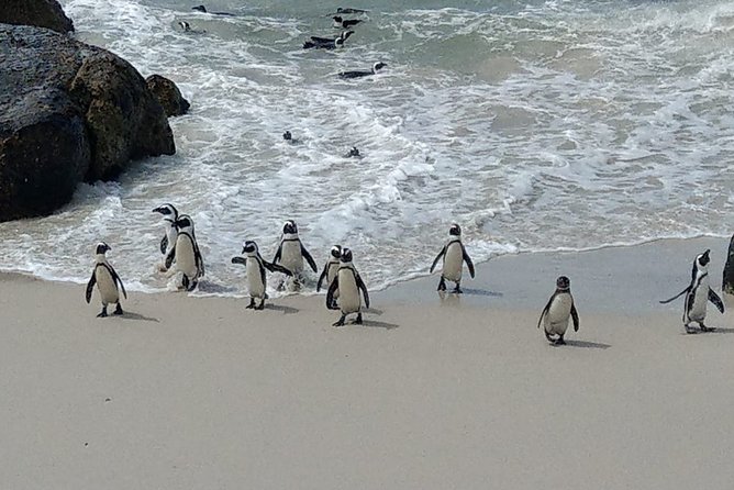 Boulders Beach Penguins and Seal Island Boat Trip Half Day Tour - Booking Your Stay