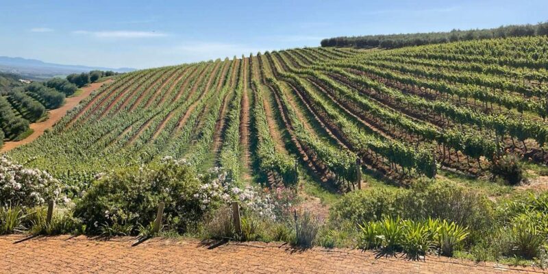 Boulders Beach Penguins and Wine Tasting Full-Day Tour - Key Points