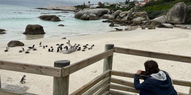 Boulders Beach Penguins and Wine Tasting Full-Day Tour - Dining Options