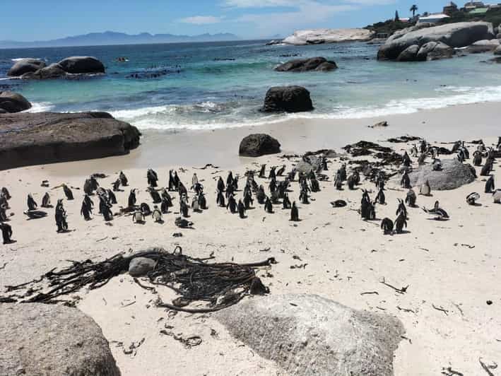 Boulders Beach Penguins and Wine Tasting Full-Day Tour - Key Points