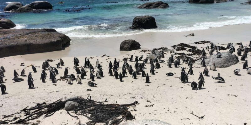 Boulders Beach Penguins and Wine Tasting Full-Day Tour - Itinerary Highlights