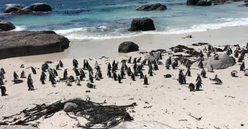 Boulders Beach Penguins and Wine Tasting Full-Day Tour - Experience Details
