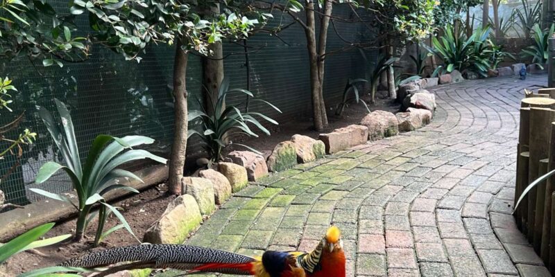 Boulders Beach Penguins, Birds & Hout Bay Seal Private Tour. - Inclusions