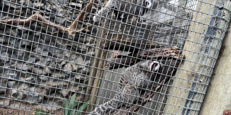 Boulders Beach Penguins, Birds & Hout Bay Seal Private Tour. - Hout Bay Seal Walking Tour