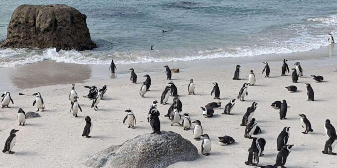 Boulders Beach Penguins, Birds & Hout Bay Seal Private Tour. - Frequently Asked Questions