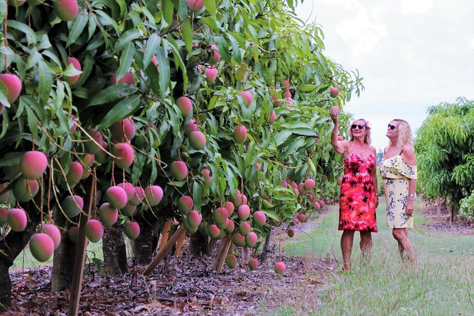 Boutique Atherton Tablelands Small-Group Food and Wine Tasting Tour From Cairns - Seasonal Tropical Treats