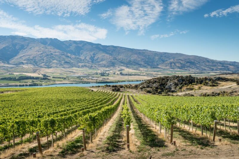 Boutique Winery Half-Day Tour & Vineyard Platter-Style Lunch - Experience Highlights