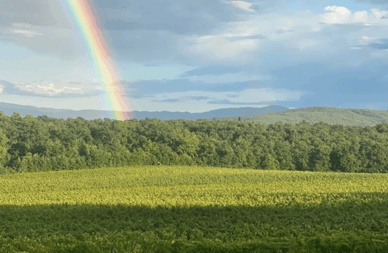 Boutique Winery Visit & Wine Tasting Near Arezzo - Customer Feedback and Reviews