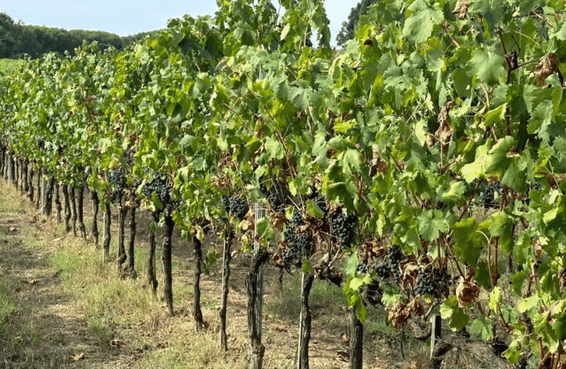 Boutique Winery Visit & Wine Tasting Near Arezzo - Since Your Asked