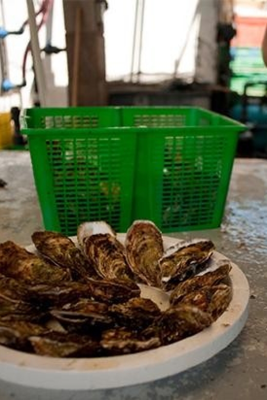 BOUZIGUES: TASTING VISIT TO AN OYSTER FACTORY - Guided Tour by Oyster Farmer